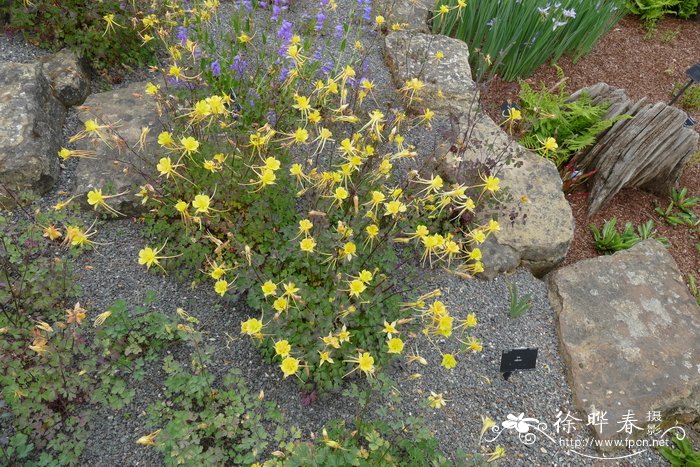 黄花耧斗菜 Aquilegia chrysantha