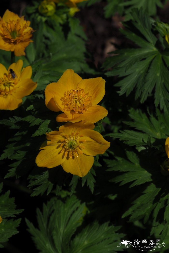 拟毛茛金莲花 Trollius ranunculinus