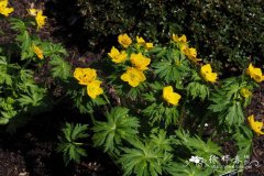 拟毛茛金莲花 Trollius ranunculinus