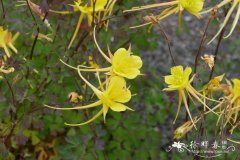 黄花耧斗菜 Aquilegia chrysantha