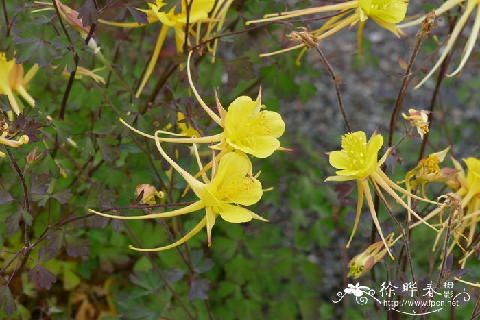 黄花耧斗菜 Aquilegia chrysantha