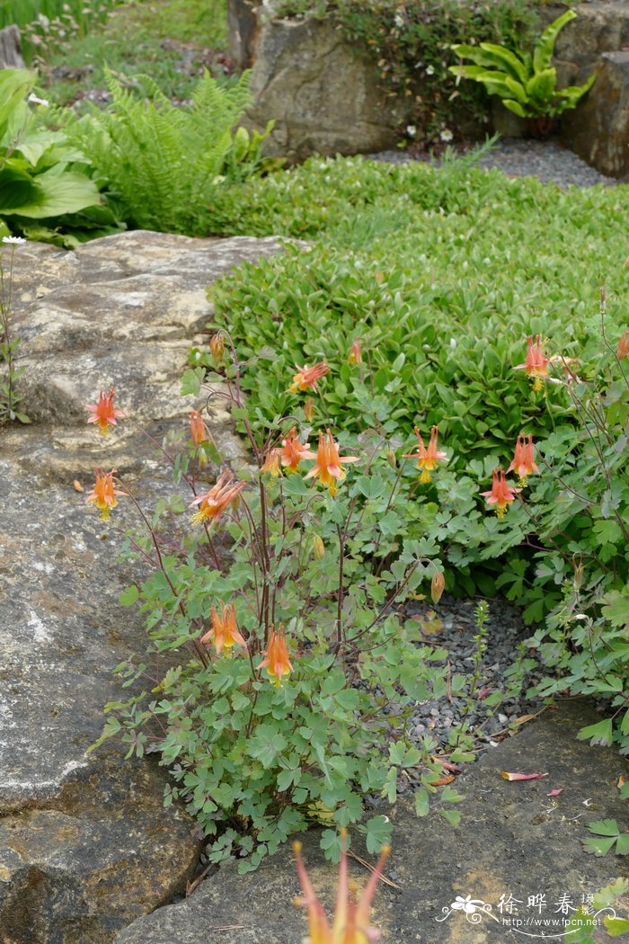 荒漠耧斗菜 Aquilegia desertorum