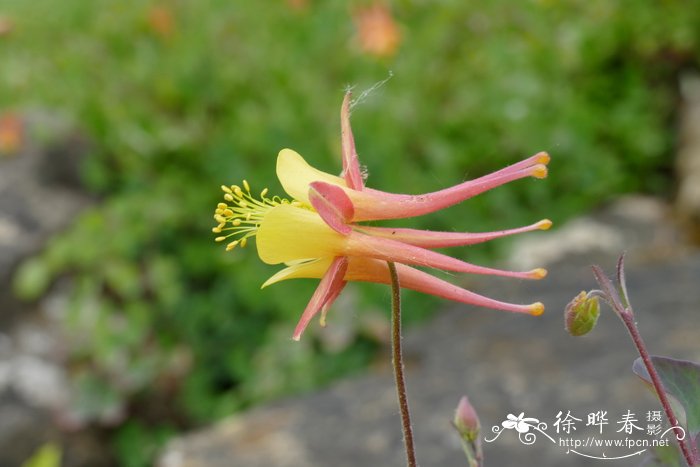 荒漠耧斗菜 Aquilegia desertorum