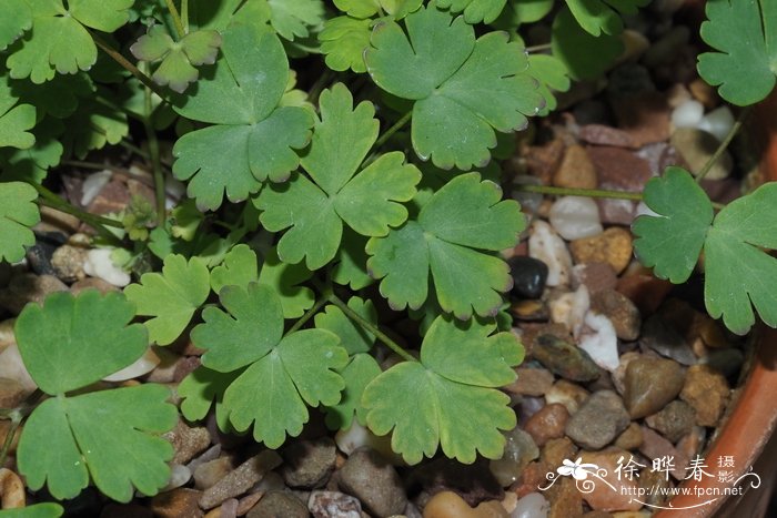 Aquilegia laramiensis