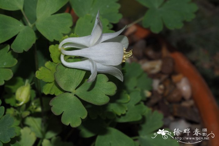 Aquilegia laramiensis