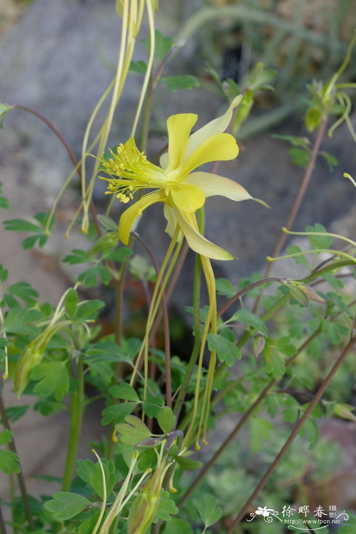 长距耧斗菜Aquilegia longissima