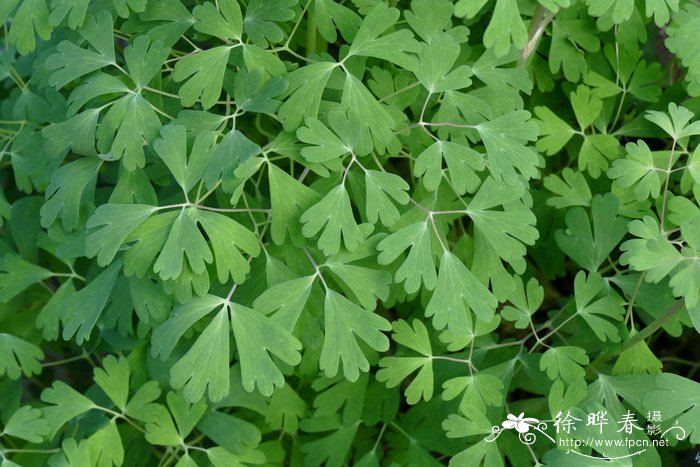 长距耧斗菜Aquilegia longissima