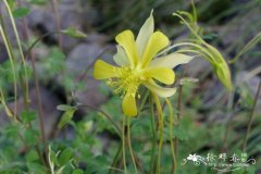 长距耧斗菜Aquilegia longissima