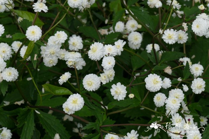 ‘重瓣’乌头叶毛茛 Ranunculus aconitifolius 'Flore Pleno'