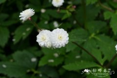 ‘重瓣’乌头叶毛茛 Ranunculus aconitifolius 'Flore Pleno'
