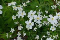 乌头叶毛茛 Ranunculus aconitifolius