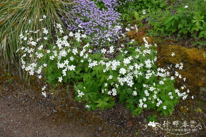 乌头叶毛茛 Ranunculus aconitifolius