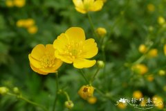 高毛茛 Ranunculus acris