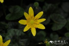 细辛叶毛茛 Ranunculus ficaria