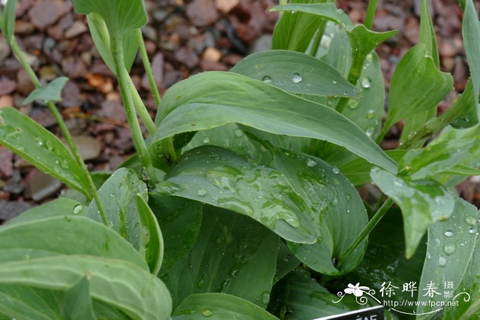 抱茎毛茛Ranunculus amplexicaulis