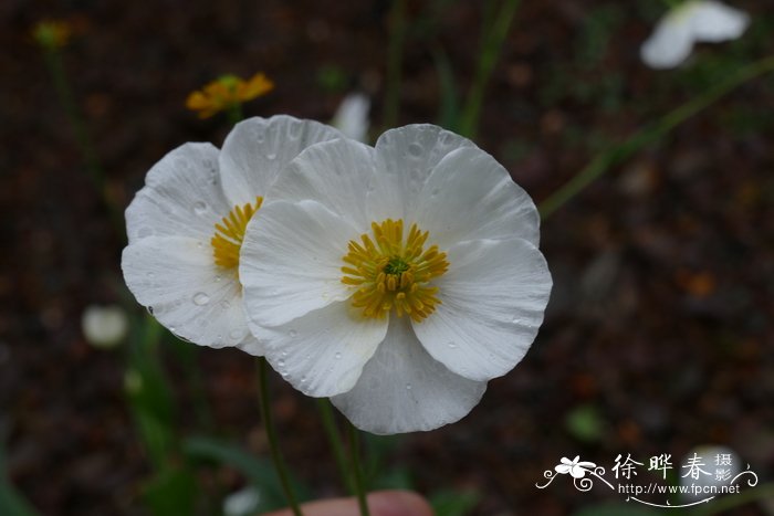 抱茎毛茛Ranunculus amplexicaulis