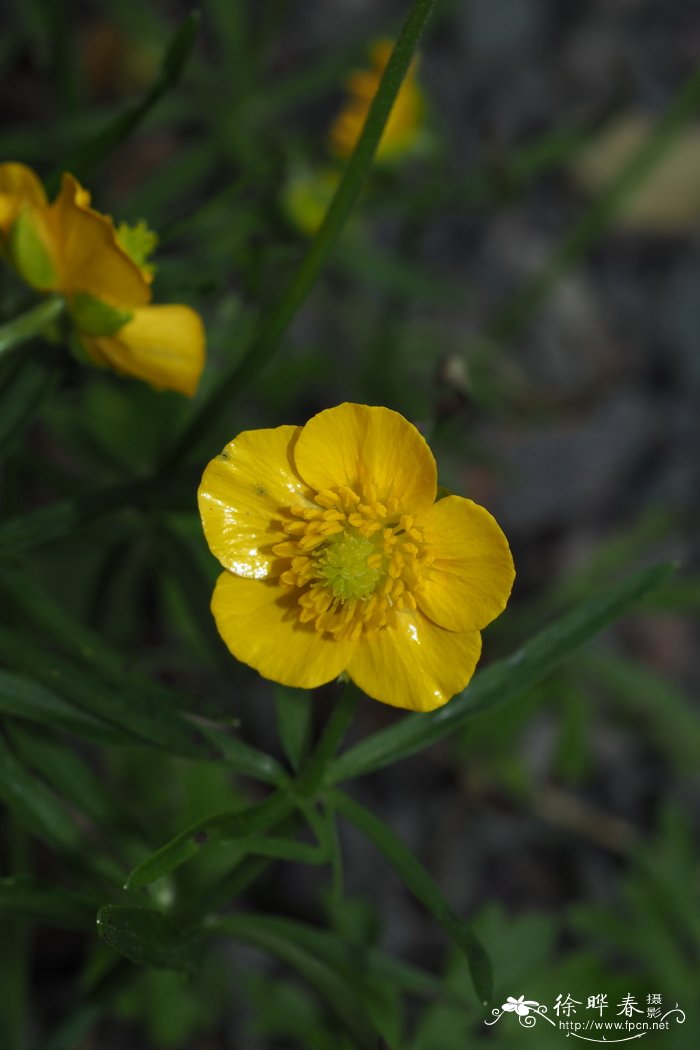 金冠毛茛 Ranunculus auricomus