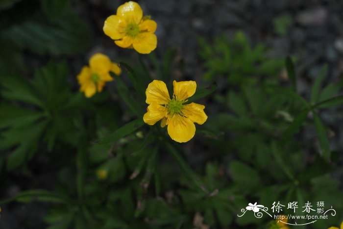 金冠毛茛 Ranunculus auricomus