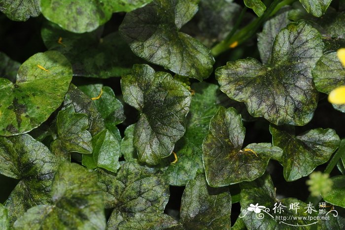 细辛叶毛茛 Ranunculus ficaria
