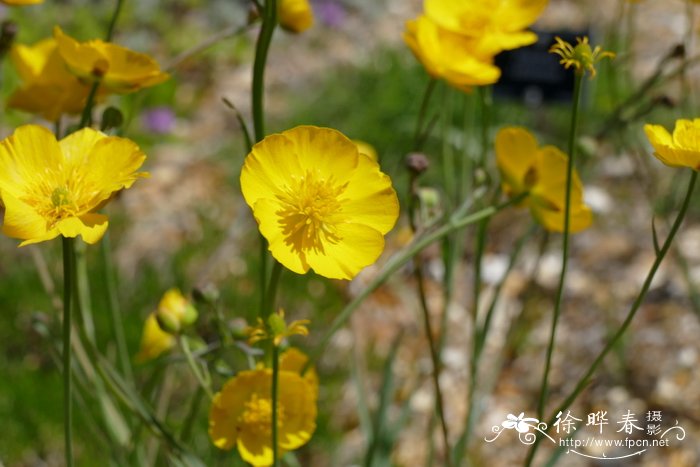 禾草叶毛茛Ranunculus gramineus