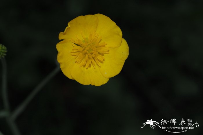 禾草叶毛茛Ranunculus gramineus