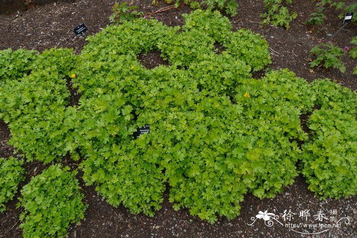 山毛茛Ranunculus montanus