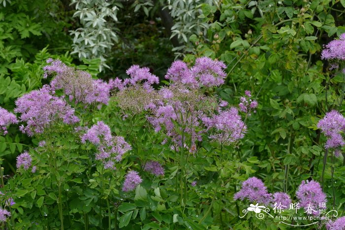 欧洲唐松草thalictrum Aquilegifolium 花卉图片网