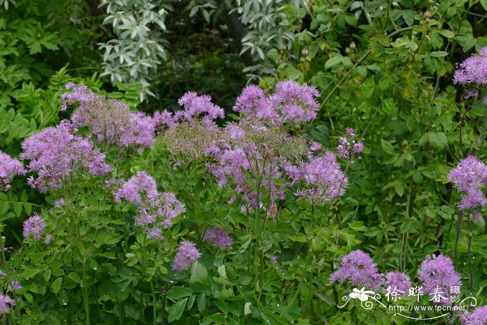 欧洲唐松草Thalictrum aquilegifolium