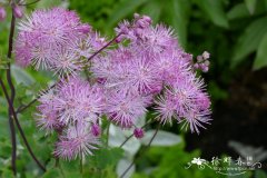 欧洲唐松草Thalictrum aquilegifolium