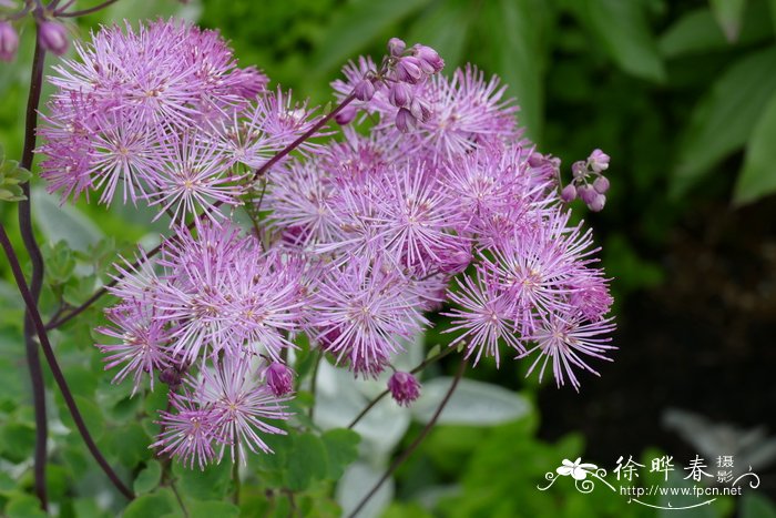 欧洲唐松草thalictrum Aquilegifolium 花卉图片网