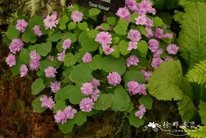 ‘奥斯卡斯科夫’ 芸香唐松草Thalictrum thalictroides ‘Oscar