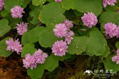 ‘奥斯卡斯科夫’ 芸香唐松草Thalictrum thalictroides ‘Oscar