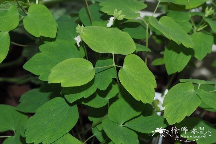 芸香唐松草Thalictrum thalictroides