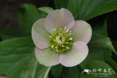 Helleborus abchasicus