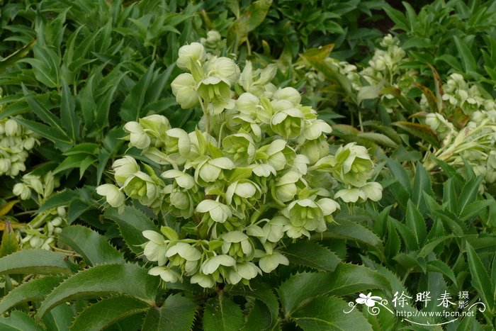 尖叶铁筷子 Helleborus argutifolius