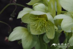 尖叶铁筷子 Helleborus argutifolius