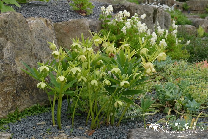 尖裂铁筷子Helleborus multifidus