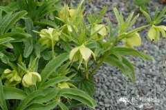 尖裂铁筷子Helleborus multifidus