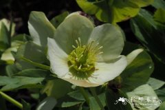 东方铁筷子Helleborus orientalis