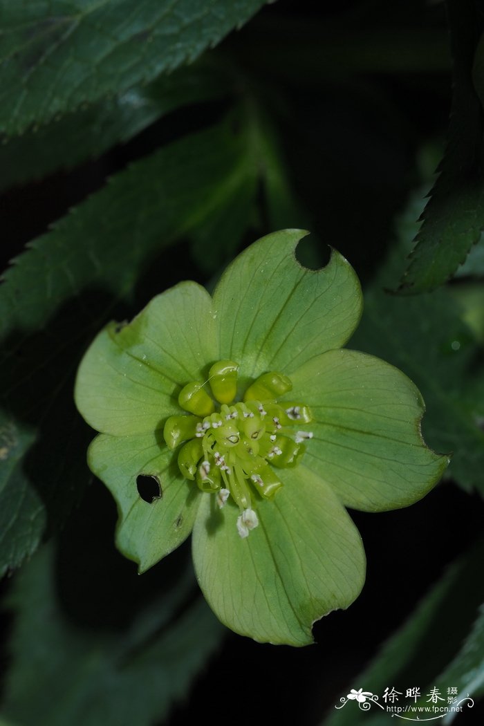 西方铁筷子Helleborus viridis subsp. occidentalis