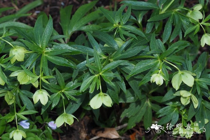 西方铁筷子Helleborus viridis subsp. occidentalis