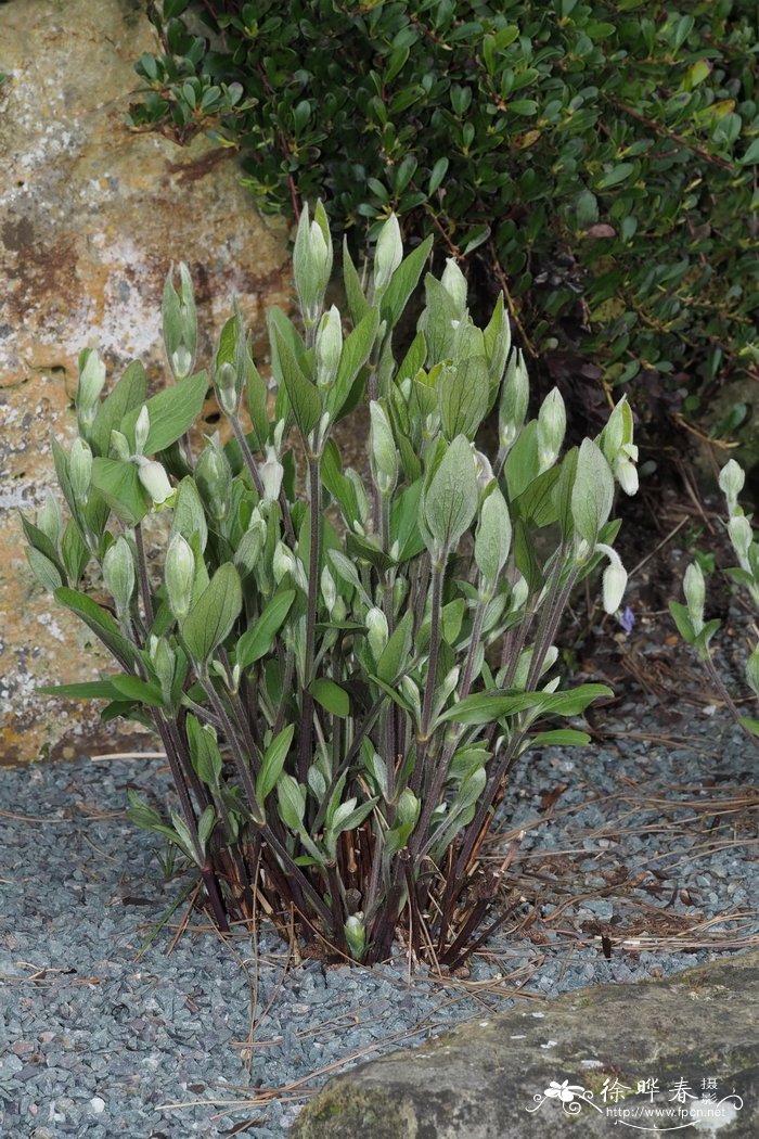 淡黄铁线莲 Clematis ochroleuca