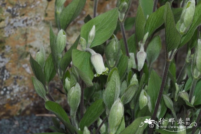 淡黄铁线莲 Clematis ochroleuca