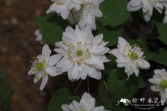 '重瓣'芸香唐松草 Anemonella thalictroides 'Flore Plero'