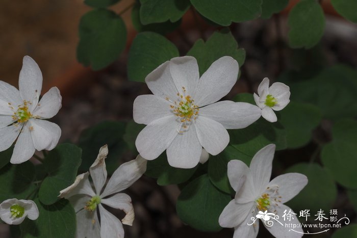 芸香唐松草Anemonella thalictroides