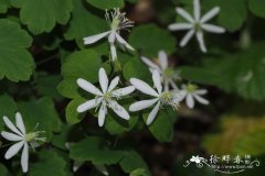 芸香唐松草Anemonella thalictroides