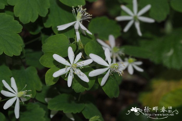 芸香唐松草Anemonella thalictroides