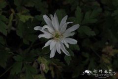 白花亚平宁银莲花Anemone apennina var. albiflora