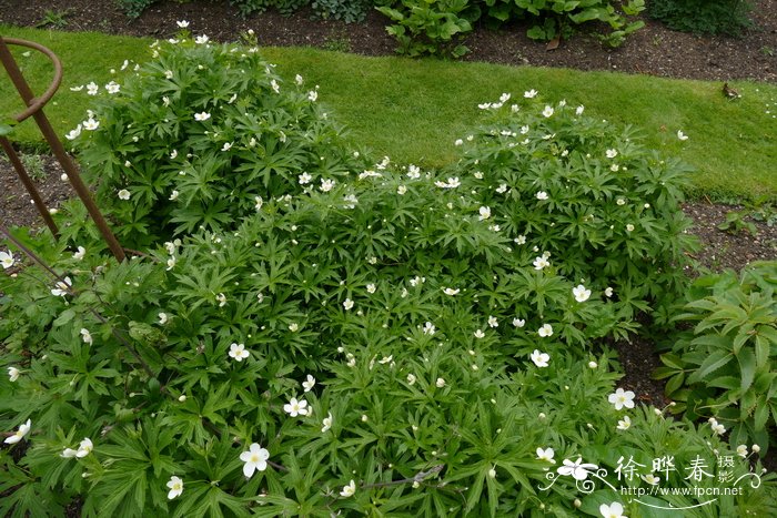 加拿大银莲花 Anemone canadensis