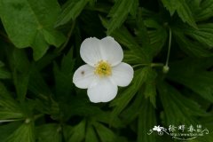 加拿大银莲花 Anemone canadensis